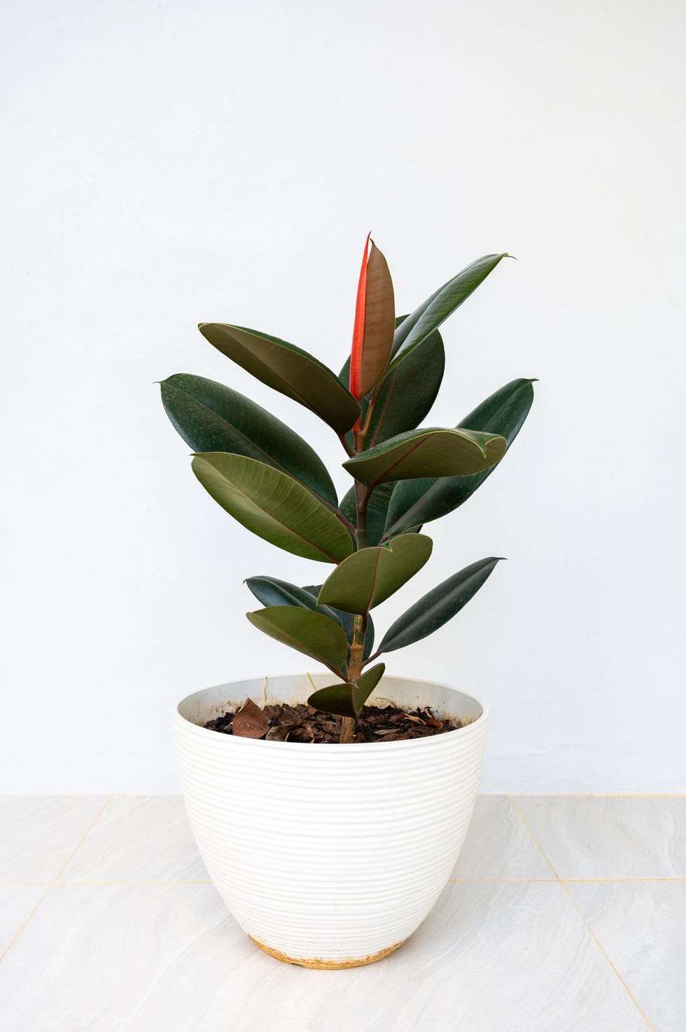 rubber plant in a white pot, white background