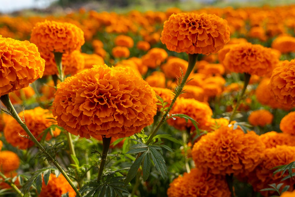 Flower field of orange flower heads of Tagetes erecta, or African marigold flower, in the garden