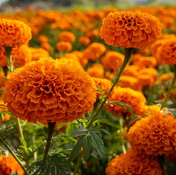 a field of orange flowerhead blossoms of a tagetes erecta, or african marigold flower, in a garden