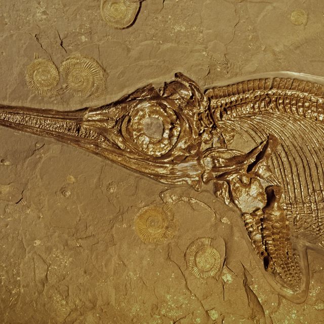 Fossil ichthyosaur