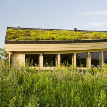 what-are-green-roofs-and-what-do-they-do whataregreenroofsandwhatdotheydo