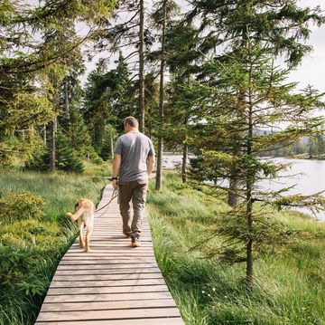 a man with a dog labrador retriever walks through the forest and enjoys nature hiking with dogs
