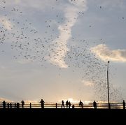 Sky, Flock, Cloud, Bird, Bird migration, Water, Animal migration, Morning, Evening, Starling, 