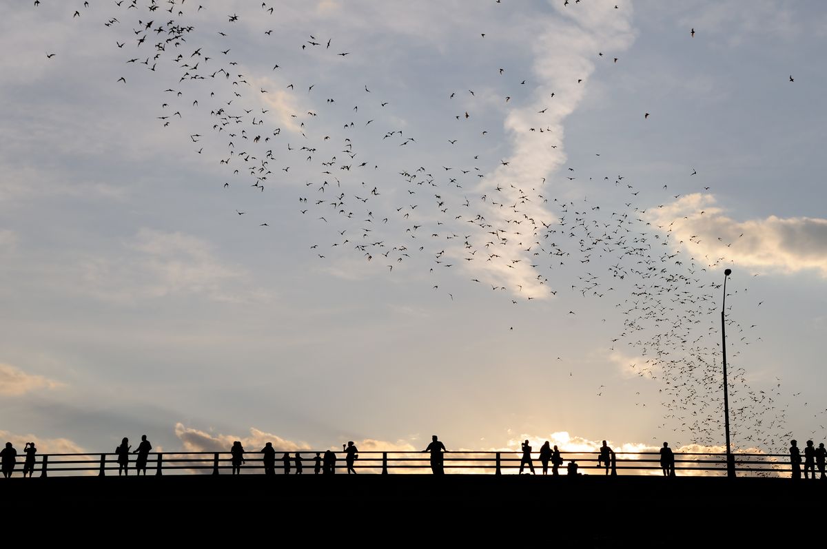 Sky, Flock, Cloud, Bird, Bird migration, Water, Animal migration, Morning, Evening, Starling, 