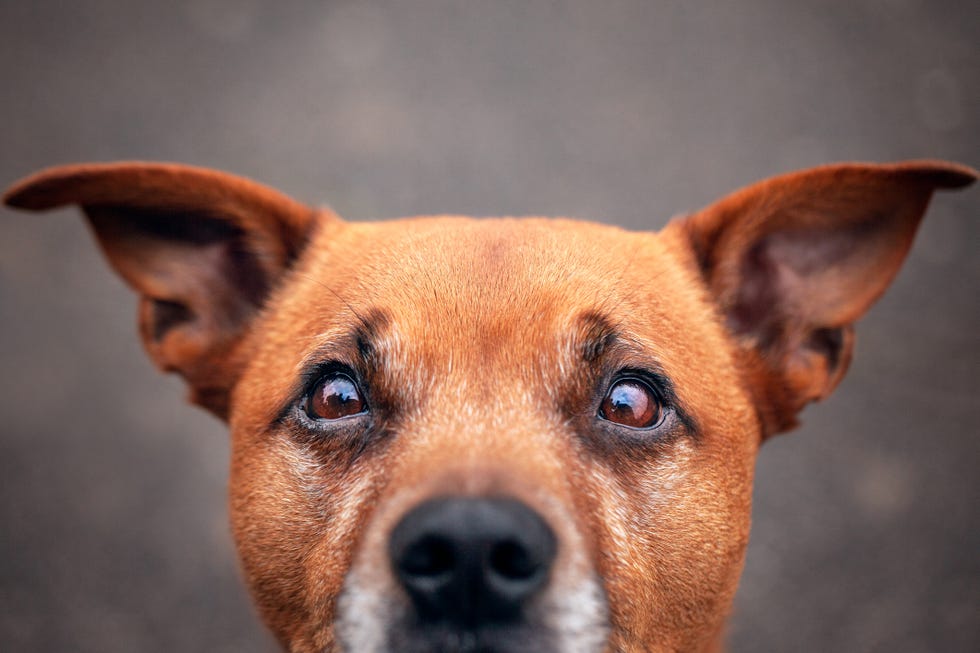 mai fissare un cane negli occhi