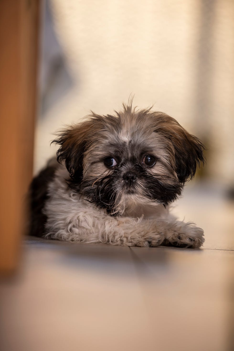 que perro es mejor para la familia