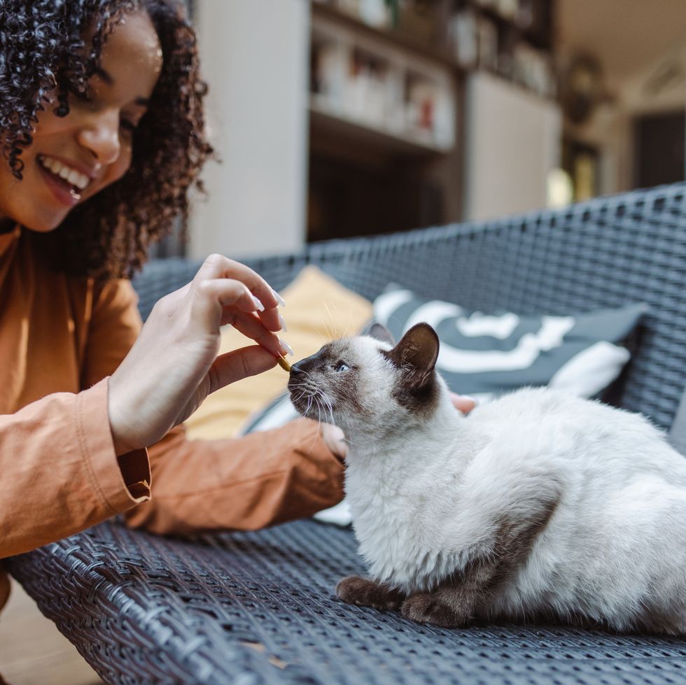 african american young woman enjoying at home with her cat