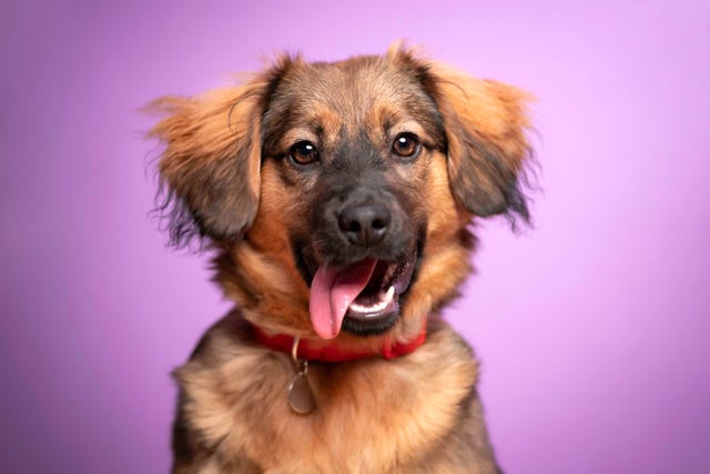 studio portrait of a happy dog sitting on a purple background.