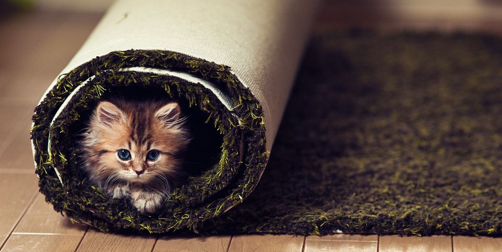 Kitten in rolled green carpet