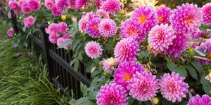 dahlia flowers closeup bright pink flowers in bloom in summer flower garden outdoors during day, no people scent concept for backyard garden landscaping, floral fragrance, or blossoming flowers beauty in nature part of a series