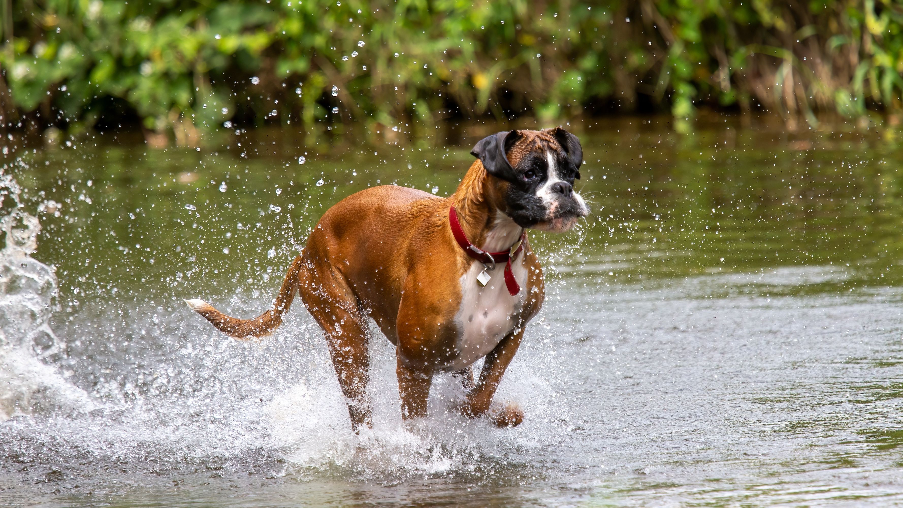 boxer dog speed