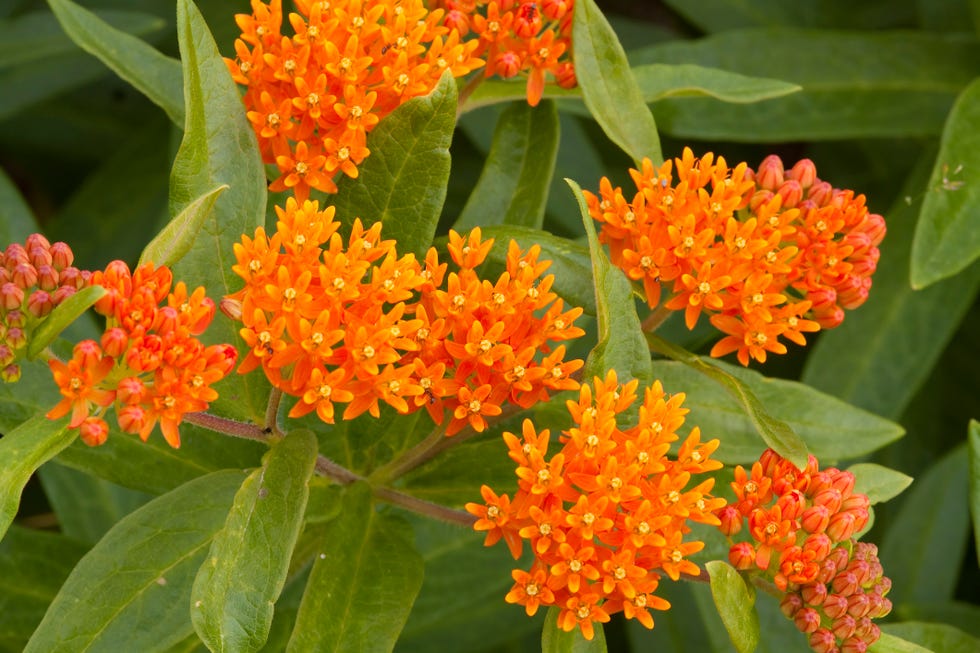 clusters of orange butterfly weed flowers amongst its green leaves.