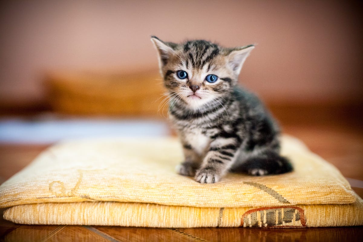 Cómo cuidar un gatito abandonado: consejos y pasos a seguir