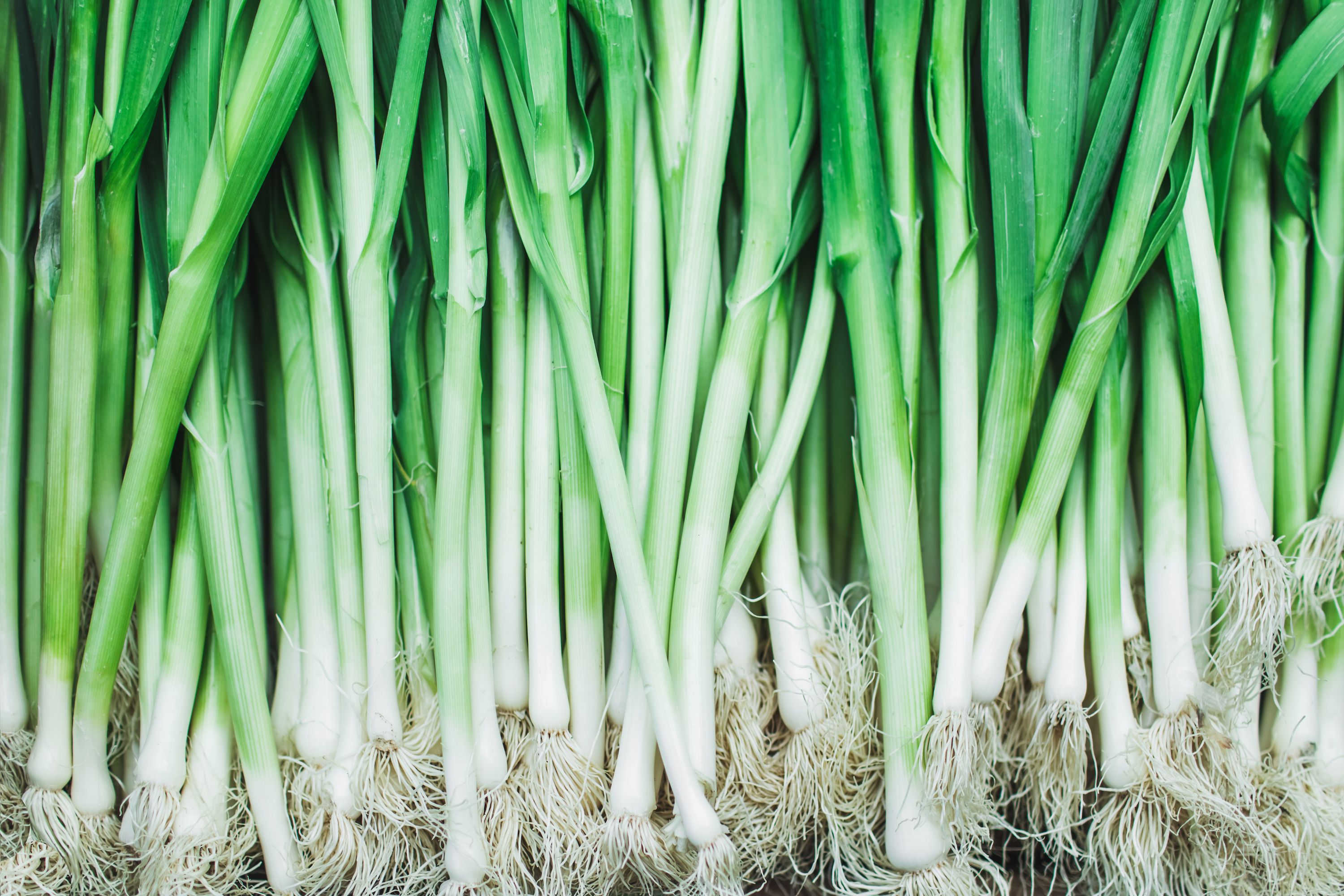 scallions vs green onion