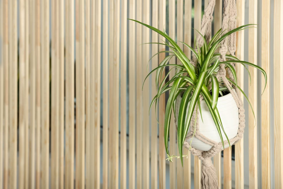 potted chlorophytum comosum plant hanging on wooden wall, space for text. house decor