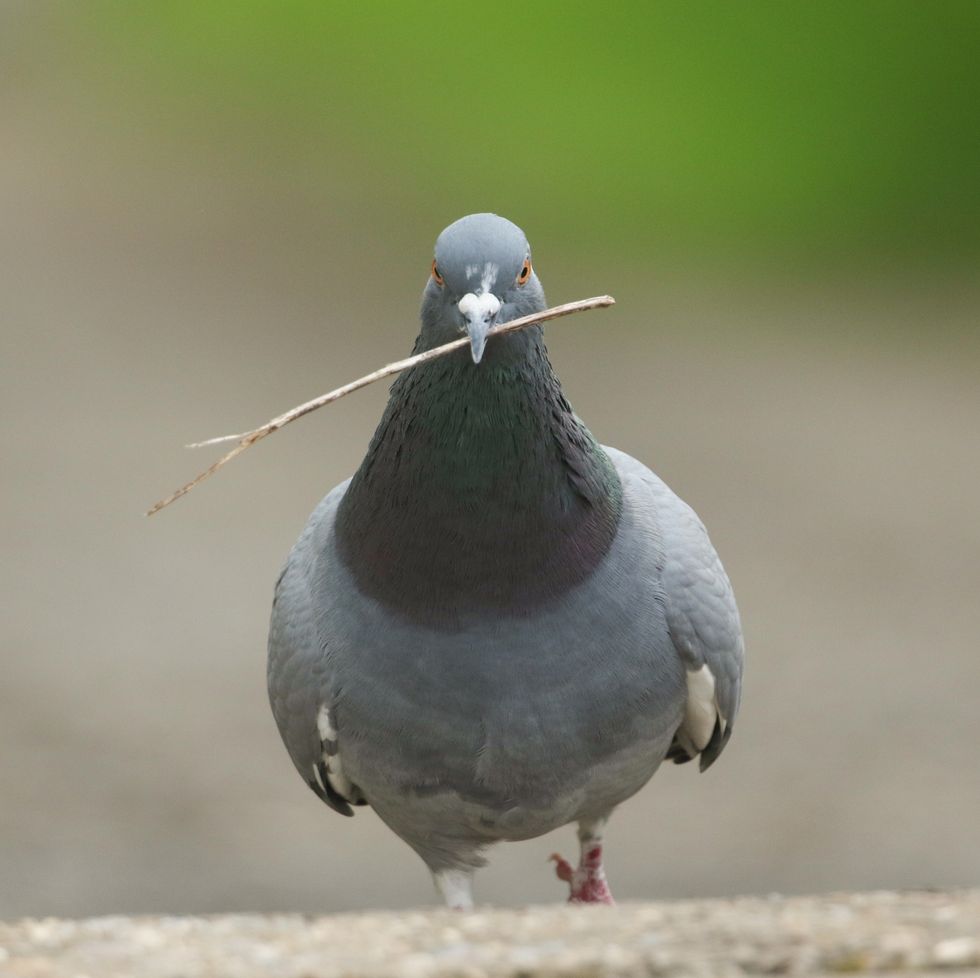 a feral pigeon columba livia walking on a road with a stick in its beak to make its nest