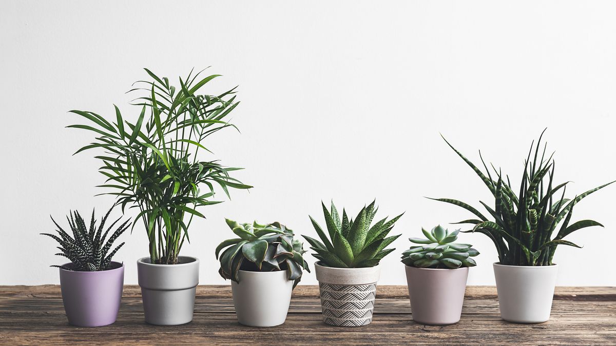 Las 6 mejores plantas decorativas para el hogar