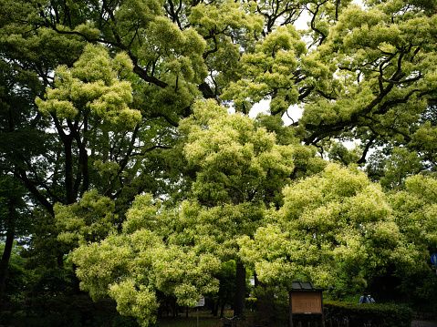 15 Fast-Growing Shade Trees 2024