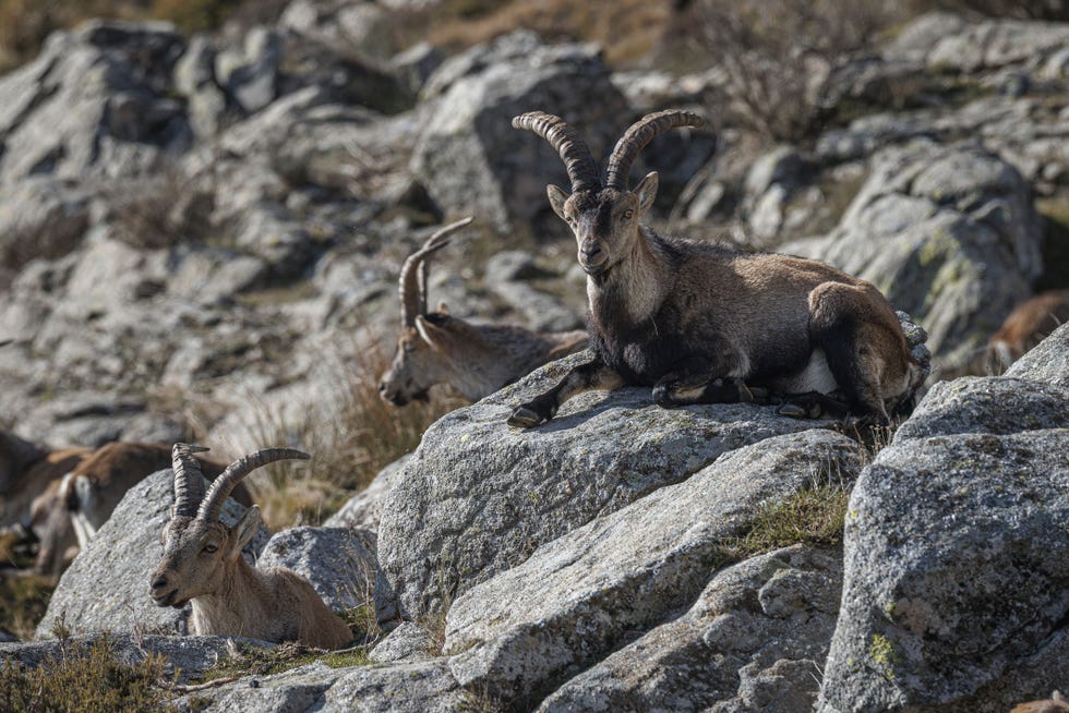 cabras montesa que habitan en gredos