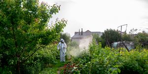 gardener in a protective suit spraying bushes and a garden from a sprayer