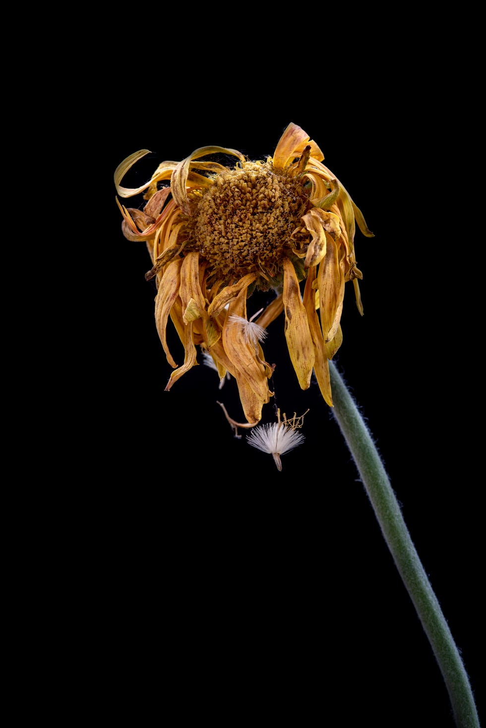 yellow dahlia withered flower isolated on a black background concept of nostalgia, melancholy and even death