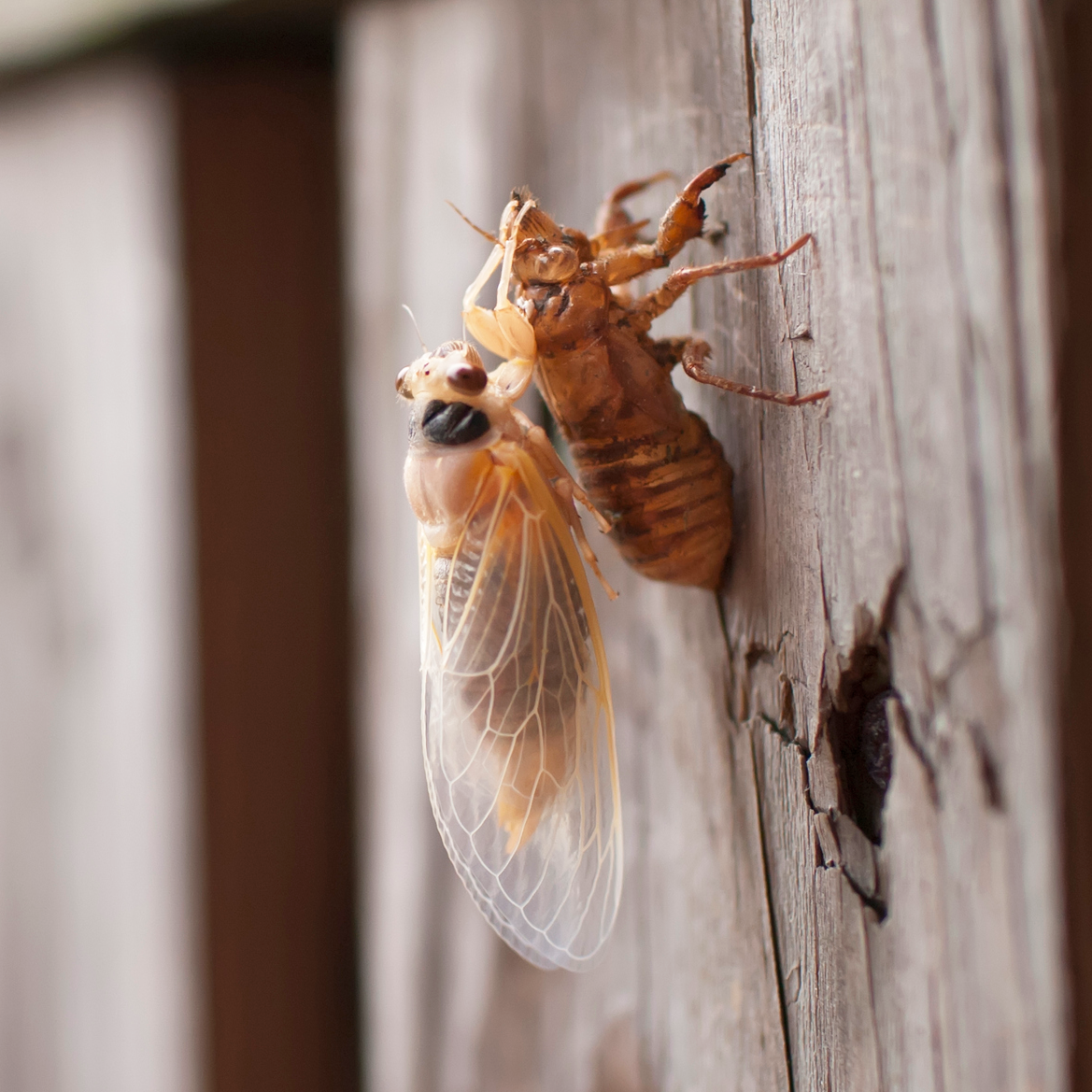 illoyalitet Døds kæbe skipper Why Do Cicadas Molt? - Cicada Exoskeletons, Explained by Experts