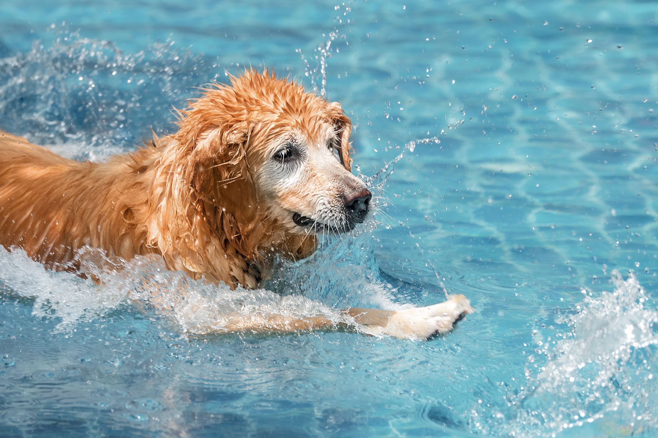 Piscina para perros perfecta para soportar la ola de calor: ahora
