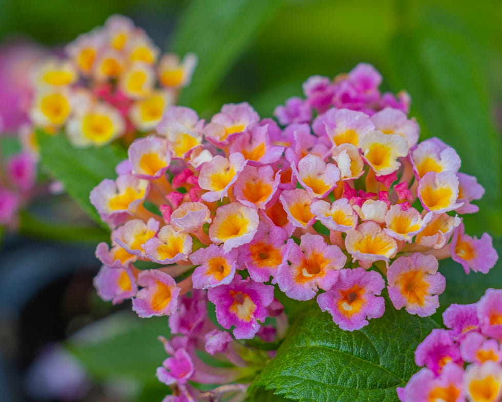 cluster of small multi colored flowers in bloom.
