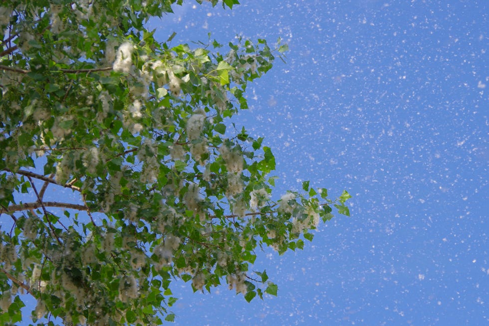 poplar down on poplar during flowering in spring.