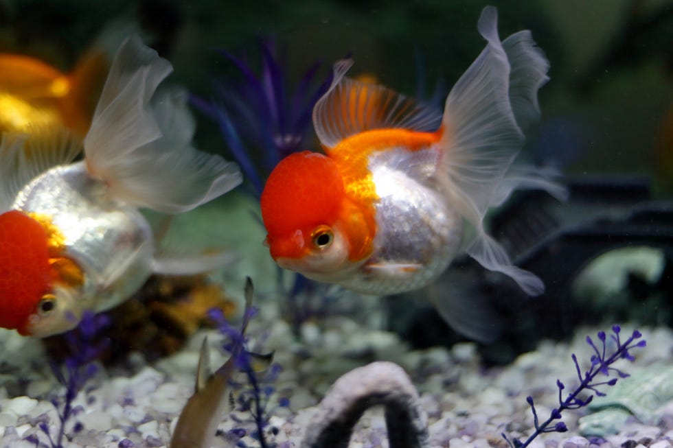 freshwater fishes in aquarium