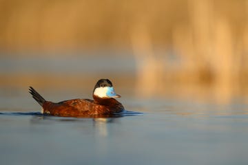 een rosse stekelstaart in north dakota