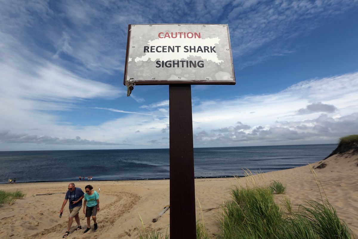 Increased Shark Sightings Along Cape Cod Coast Linked To Seal Population Growth