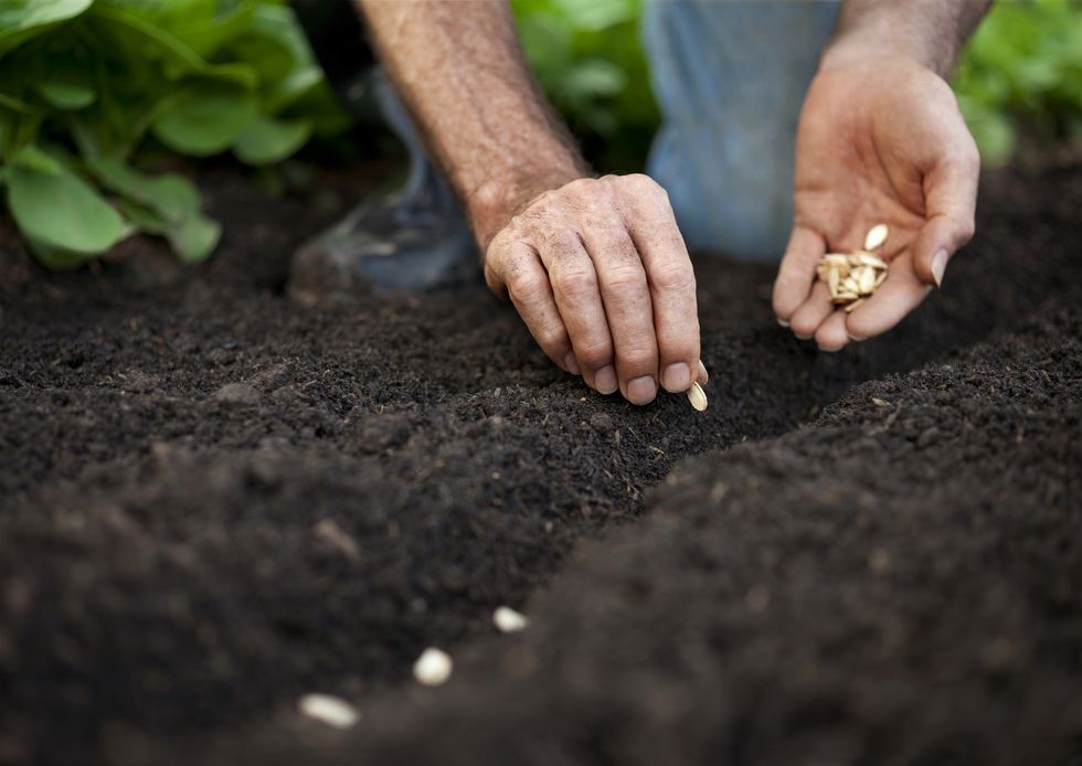 Soil, Hand, Finger, Adaptation, Nail, Sowing, Grass, Plant, Gesture, 