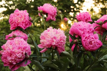 peonias de color rosa