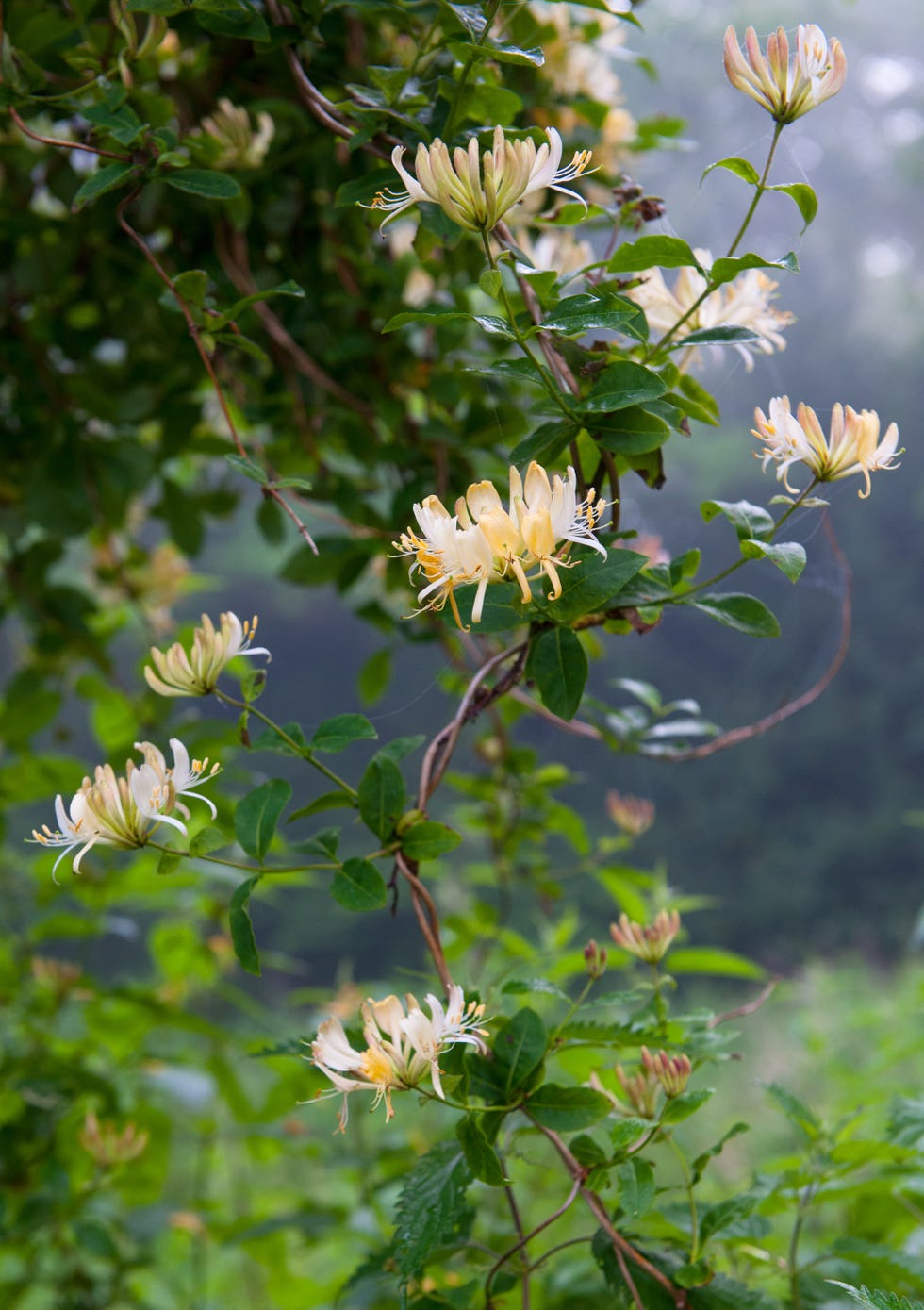 wild honeysuckle lonicera periclymenum in woodland norfolk uk