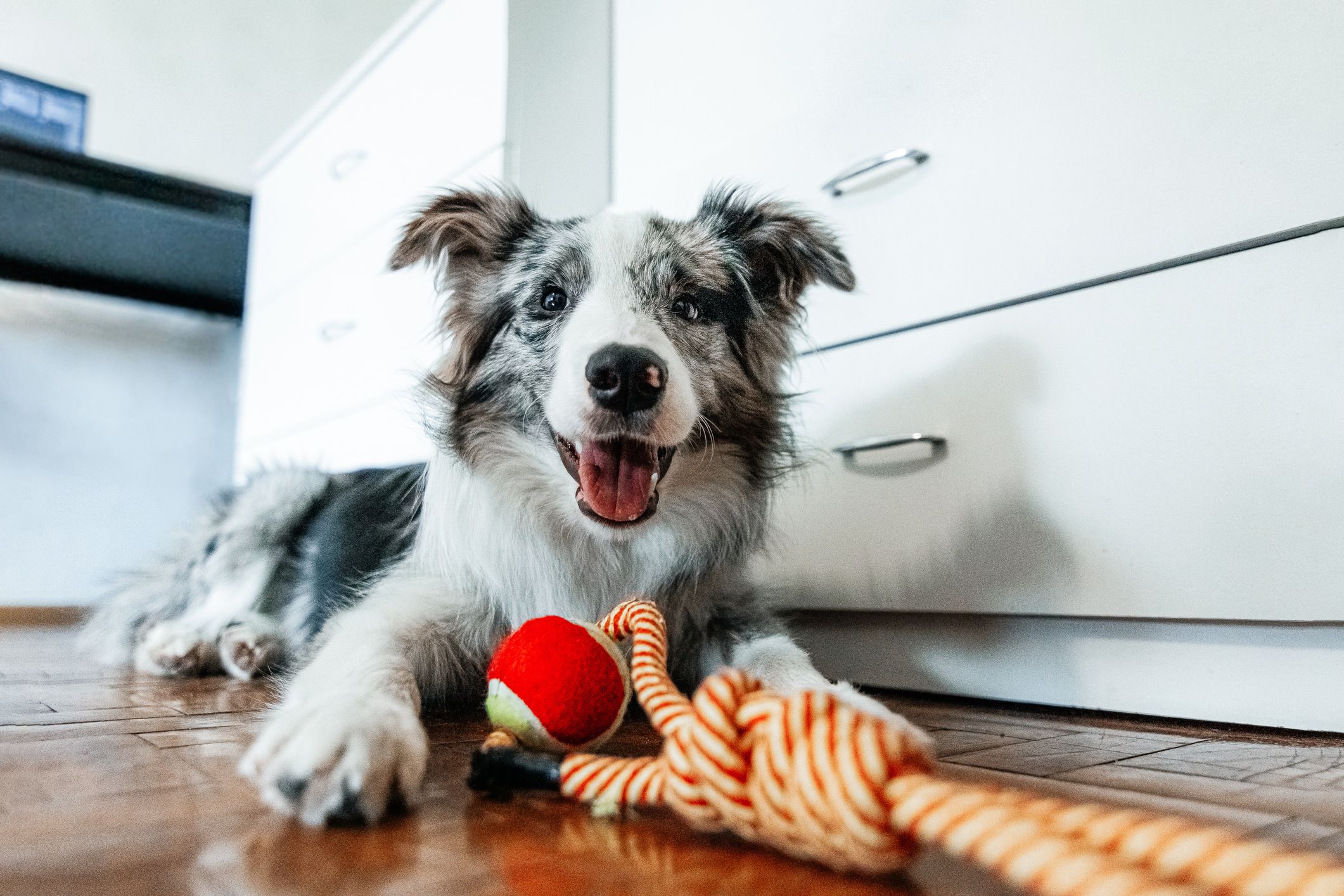 cuáles son algunos nombres de perros para una niña