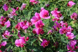 sweet peas gardening advice