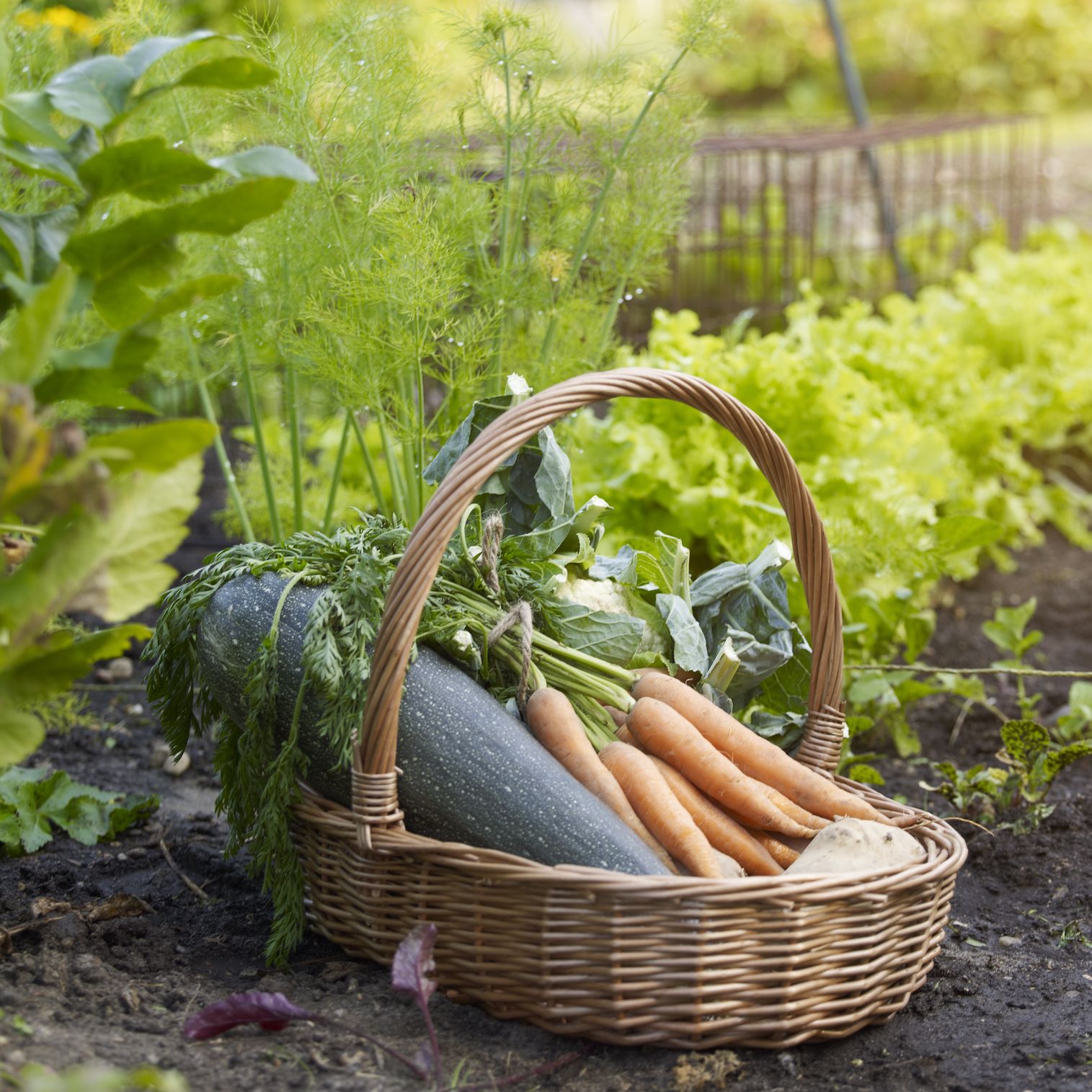 Vegetable basket in allotment