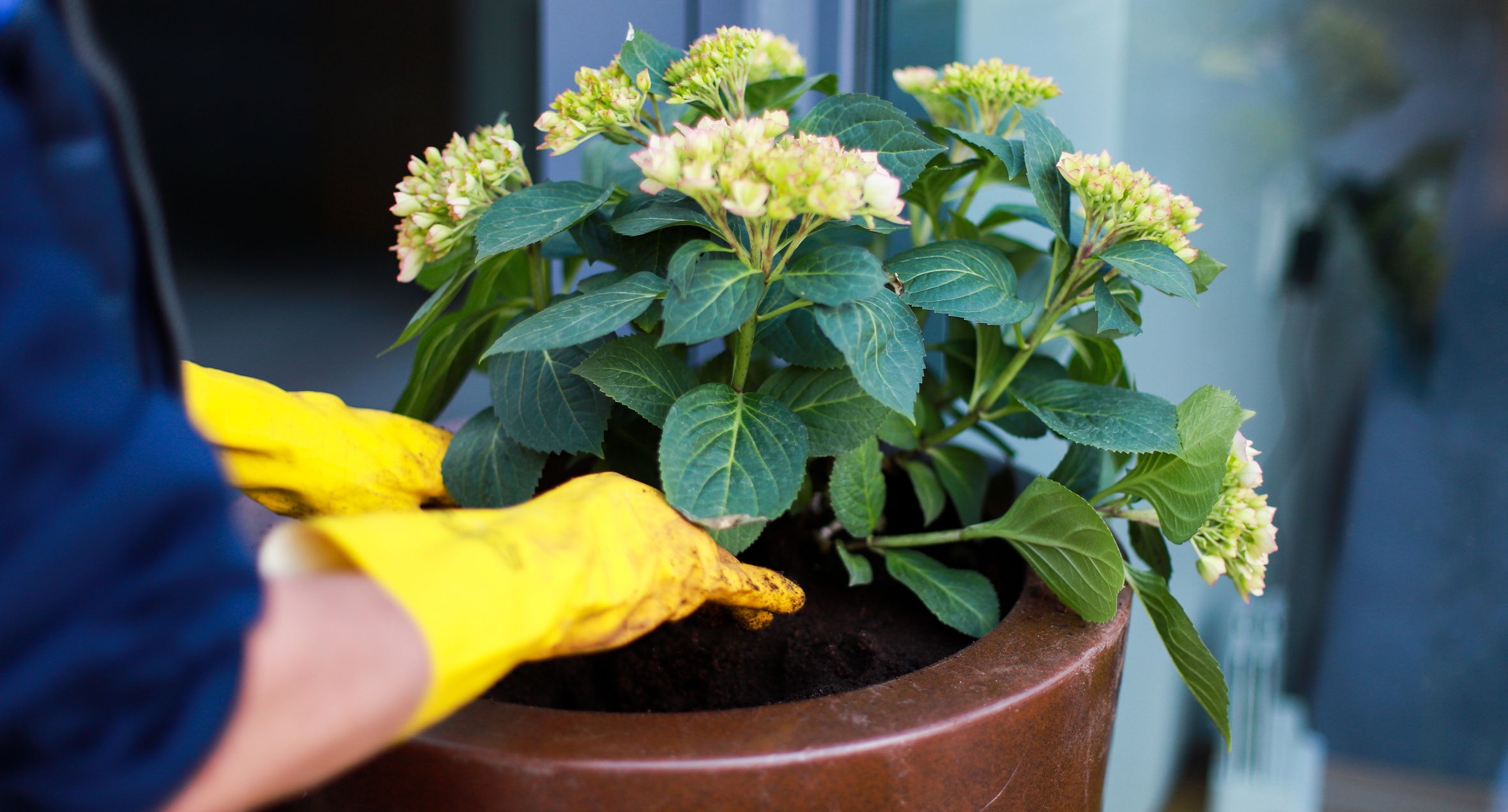 アジサイ 青と緑の花 健康的な鉢植え（鉢植えアジサイの育て方と