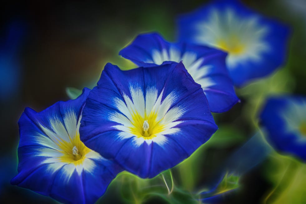 morning glory plant