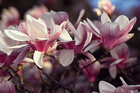 saucer magnolia flowers magnolia x soulangeana, magnoliaceae
