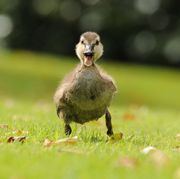 A Duckling running