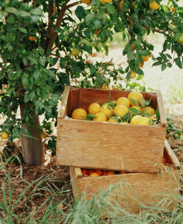 meyer lemons in a crate