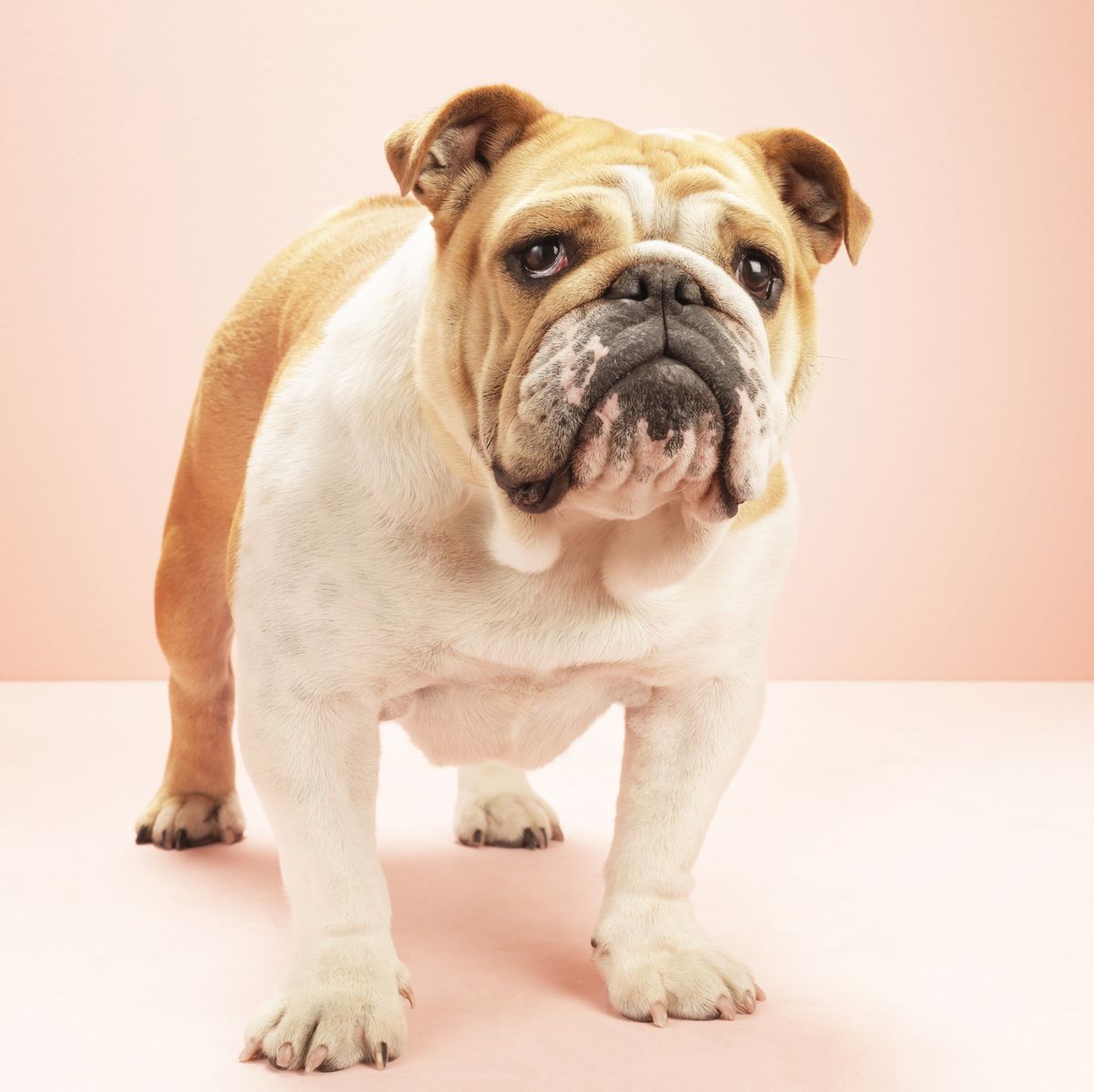 13 Popular Types of Bulldogs: English, American, Victorian and More