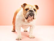 english bulldog, against black background, looking at camera