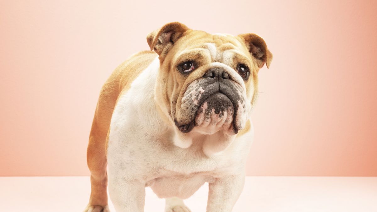 preview for 15 Cutest Dog Breeds