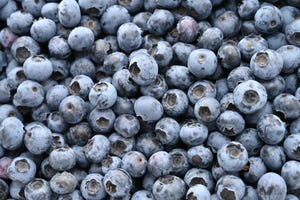 20 july 2023, mecklenburg western pomerania, rottmannshagen blueberries photographed on the premises of agrargesellschaft chemnitz mbh in rottmanshagen the agricultural company operates by far the largest plantation of cultivated blueberries on around 24 hectares in rottmannshagen mecklenburg lake district photo stefan sauerdpa photo by stefan sauerpicture alliance via getty images