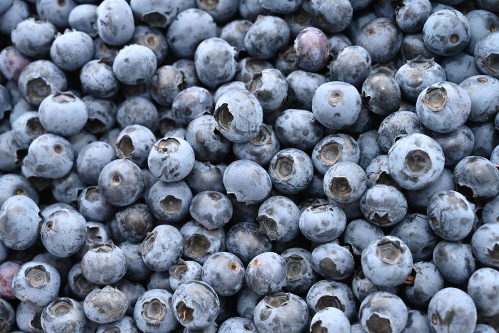 20 july 2023, mecklenburg western pomerania, rottmannshagen blueberries photographed on the premises of agrargesellschaft chemnitz mbh in rottmanshagen the agricultural company operates by far the largest plantation of cultivated blueberries on around 24 hectares in rottmannshagen mecklenburg lake district photo stefan sauerdpa photo by stefan sauerpicture alliance via getty images