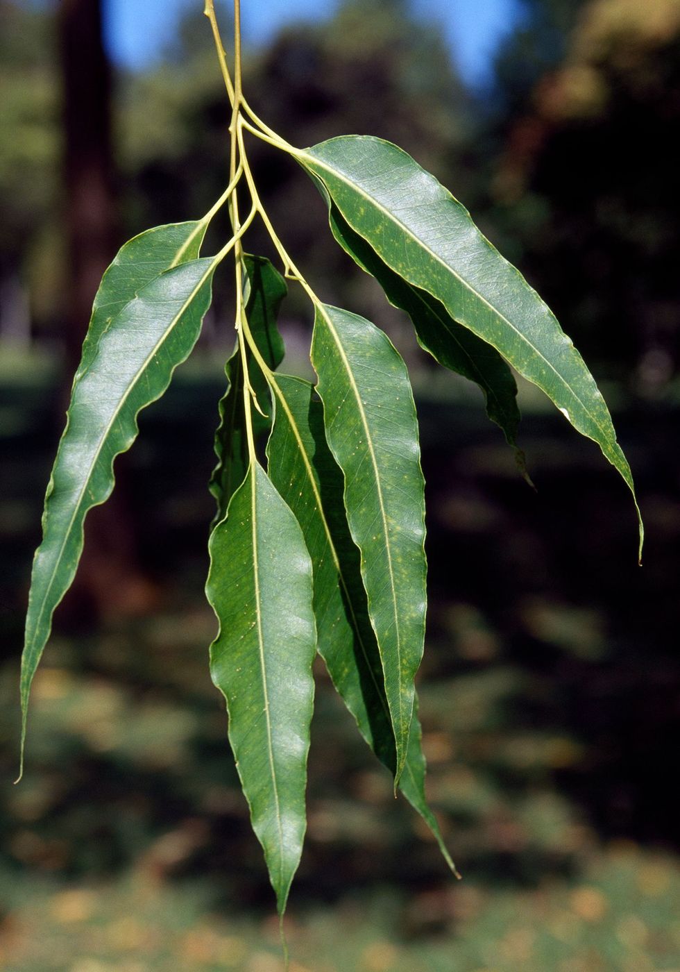 Deze bladeren behoren toe aan een levende Castanopsis javanica of Javaanse schijnkastanje