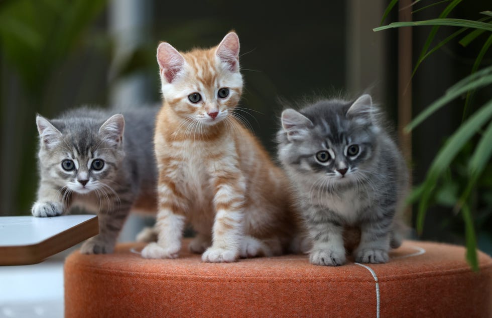 istanbul, turkiye july 21 kittens are seen in istanbul, turkiye on july 21, 2023 photo by ali atmacaanadolu agency via getty images